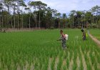 Babinsa Koramil Sarmi Turun Langsung Bantu Petani Kampung Sewan