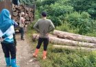 Puluhan Kayu Ilegal Diamankan di Tanah Laut