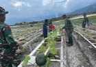 Satgas Yonif 711/Raksatama Budidaya Labu Kuning di Distrik Tigi